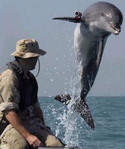 Chuck and dolphin